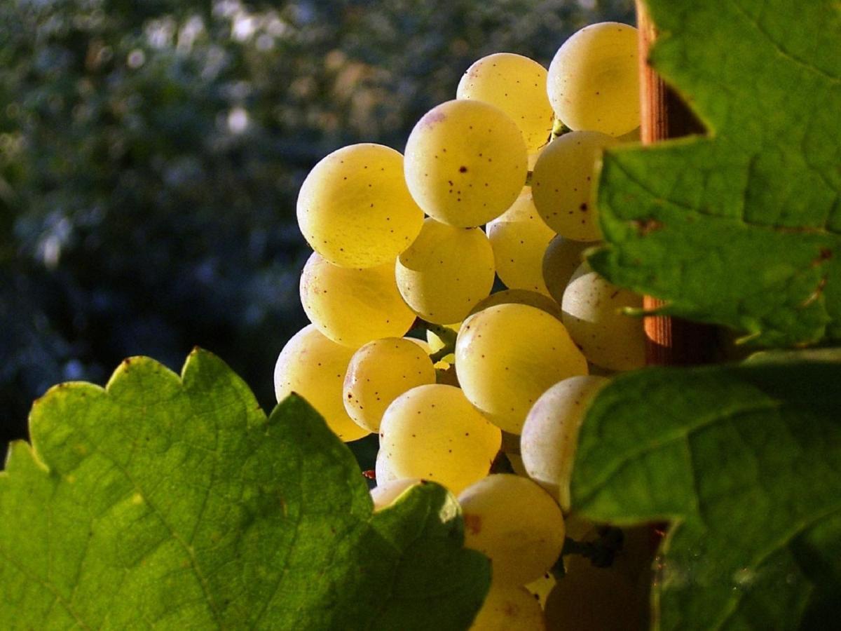 Asbacher Klosterkeller Stratzing المظهر الخارجي الصورة