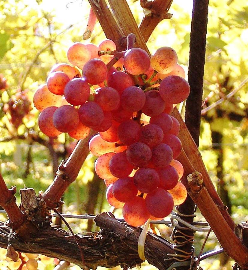 Asbacher Klosterkeller Stratzing المظهر الخارجي الصورة